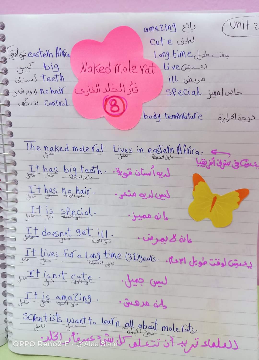 مراجعة انجليزي الصف الرابع مس آلاء صيام - Alaa siam