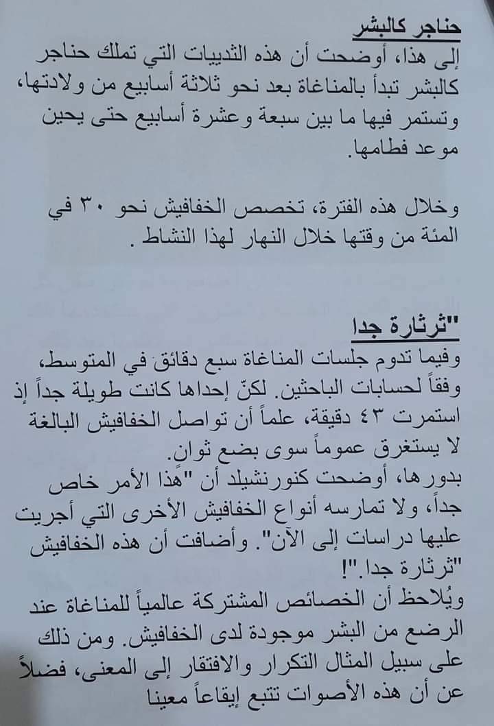 مشروع الخفافيش للصف الرابع الابتدائي - الخفافيش