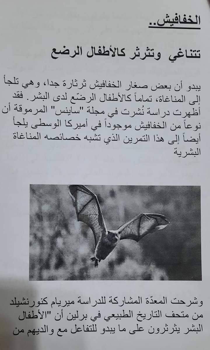 مشروع الخفافيش للصف الرابع الابتدائي - الخفافيش