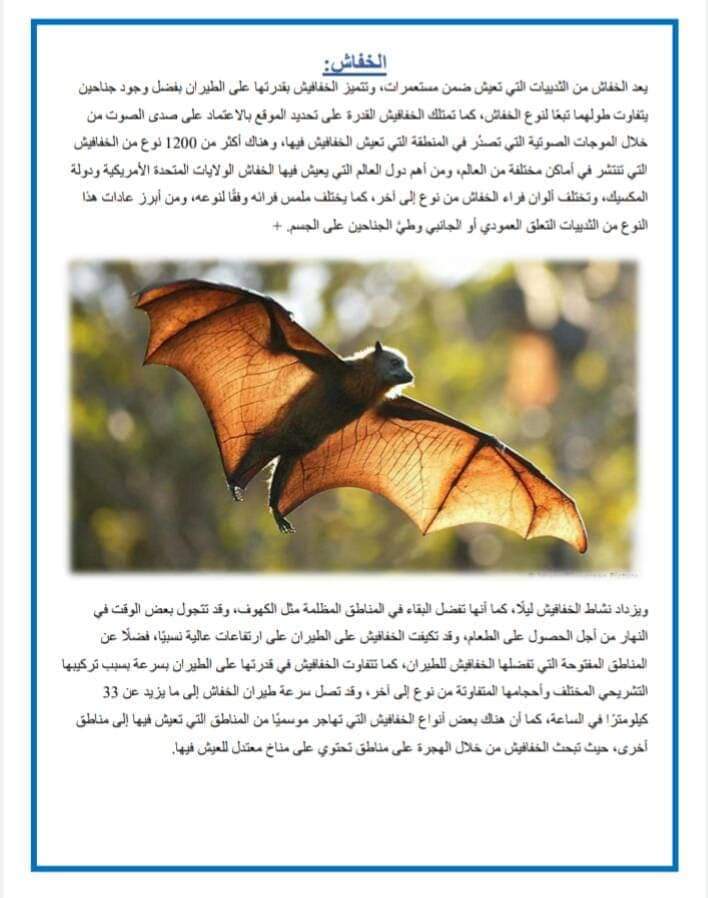 مشروع الخفافيش للصف الرابع الابتدائي - الخفافيش