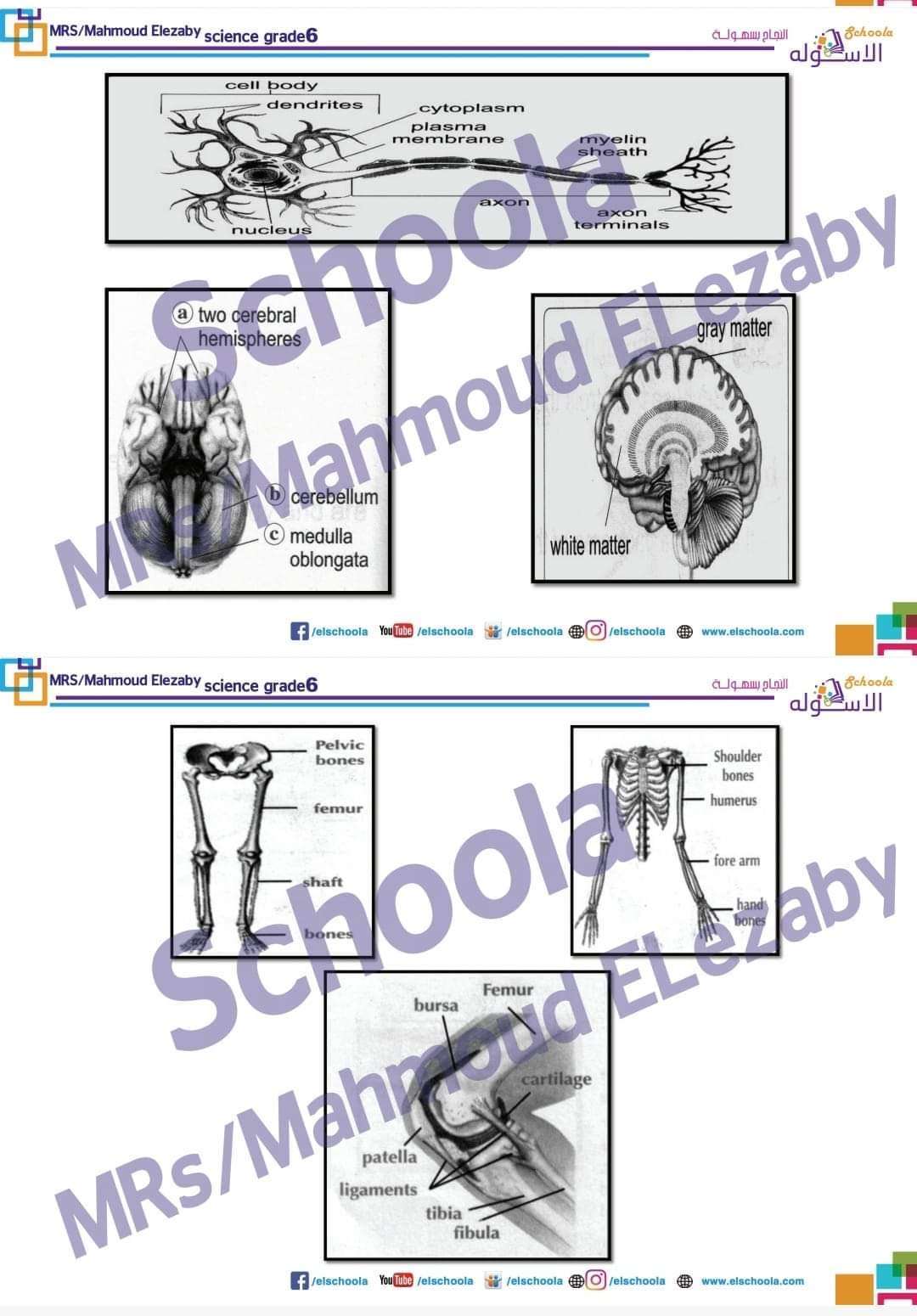 مذكرة عملي science الصف السادس لغات - عملي science
