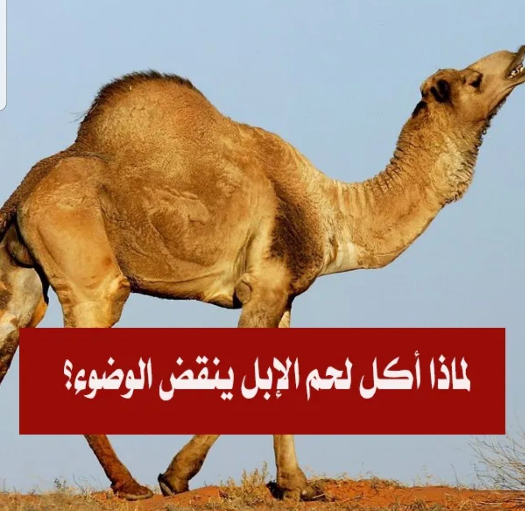 اسباب افساد لحم الجمل الوضوء - لحم الجمل