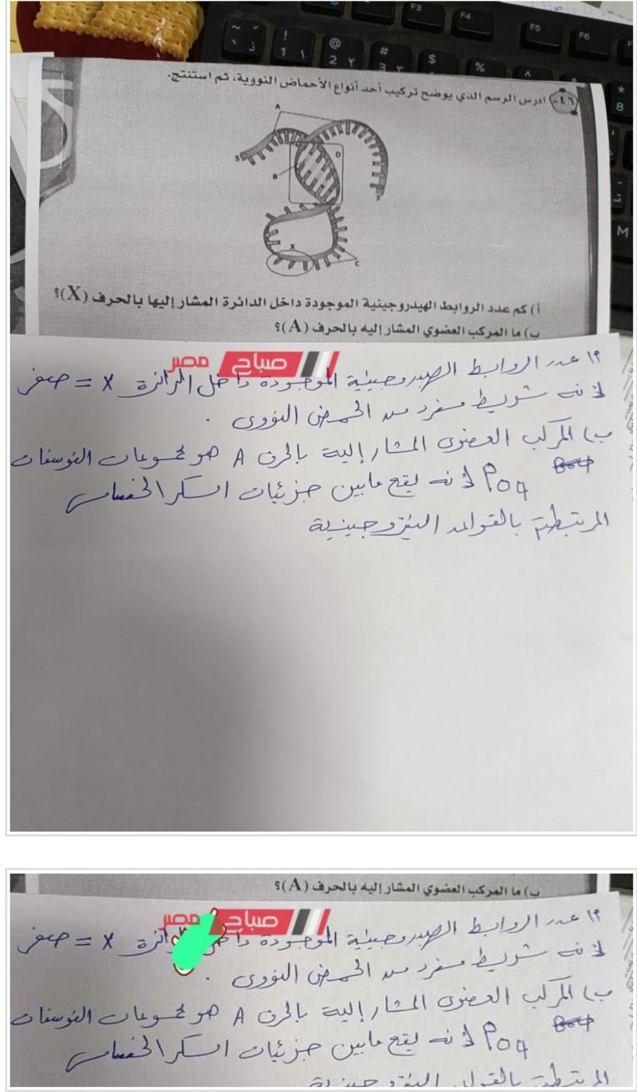 نموذج اجابة امتحان الاحياء للصف الثالث الثانوي 2023