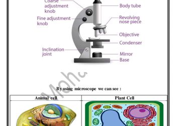 ملخص concept 1 ساينس الصف السادس لغات المنهج الجديد الترم الاول