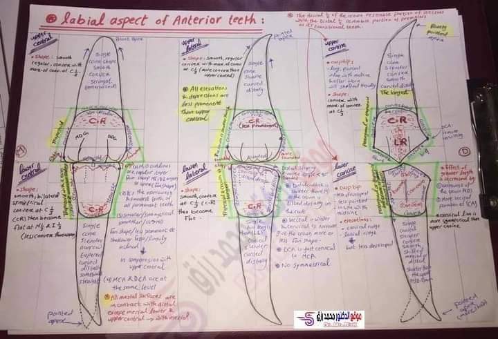تجميع رسومات لمورفولوجي طب الأسنان تجميع رسومات لمورفولوجي طب الأسنان