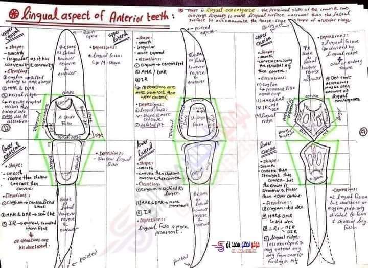 تجميع رسومات لمورفولوجي طب الأسنان تجميع رسومات لمورفولوجي طب الأسنان